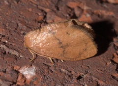 Heterogenea shurtleffi