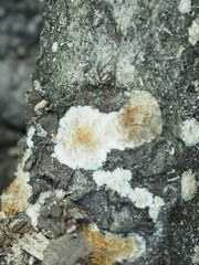 Peniophora albobadia