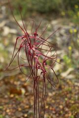 Caladenia erythronema