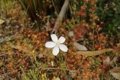 Drosera macrantha