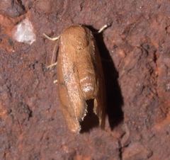 Heterogenea shurtleffi