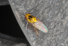 Thaumatomyia