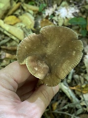 Lactifluus gerardii