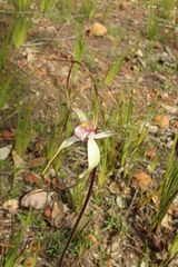 Caladenia longicauda