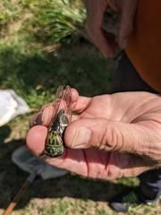 Neotibicen latifasciatus