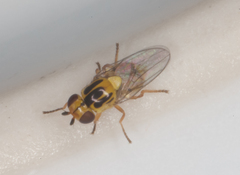 Thaumatomyia