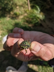 Neotibicen latifasciatus