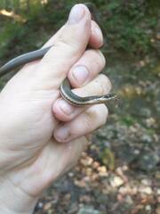 Regina septemvittata