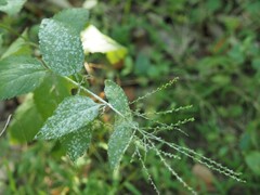 Golovinomyces cichoracearum