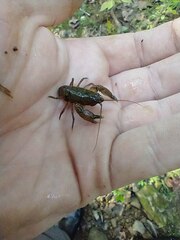 Cambarus brachydactylus