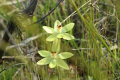 Thelymitra antennifera