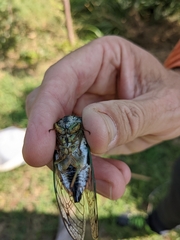 Neotibicen latifasciatus