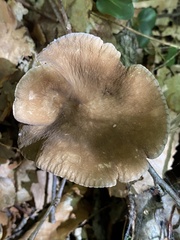 Lactifluus gerardii