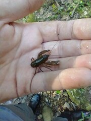 Cambarus brachydactylus