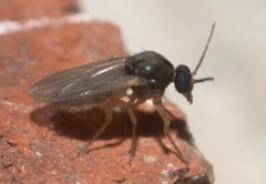 Ceratopogonidae