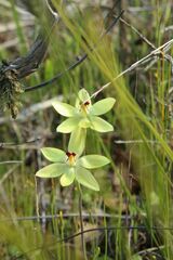 Thelymitra antennifera