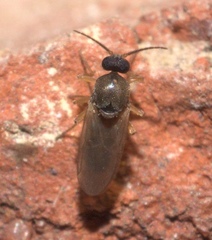 Ceratopogonidae