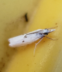 Microcrambus biguttellus
