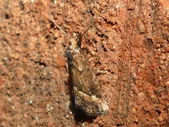 Schrankia macula