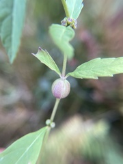 Neolasioptera lycopi