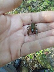 Cambarus brachydactylus