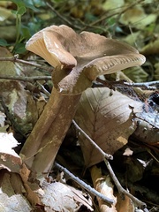 Lactifluus gerardii