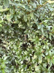 Trichonephila clavata