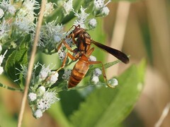Polistes rubiginosus