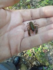 Cambarus brachydactylus
