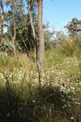 Caladenia longicauda