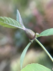 Neolasioptera lycopi