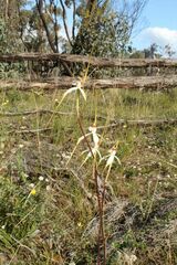 Caladenia longicauda