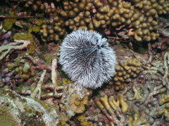 Tripneustes ventricosus