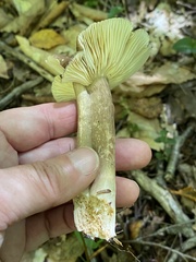 Lactifluus gerardii