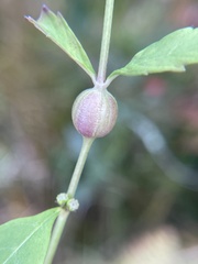 Neolasioptera lycopi