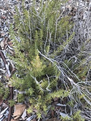 Eriogonum fasciculatum