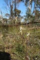 Caladenia longicauda