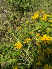 Grindelia integrifolia