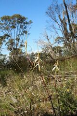 Caladenia longicauda