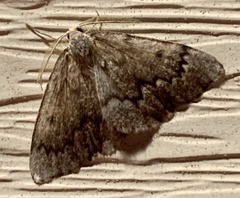 Nepytia canosaria