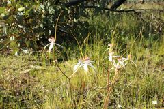 Caladenia longicauda