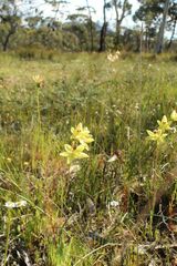 Thelymitra antennifera