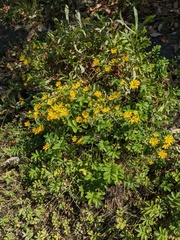 Grindelia integrifolia