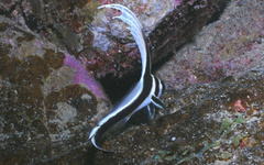 Eques punctatus