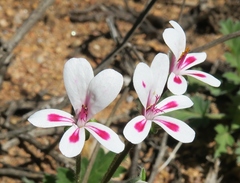 Pelargonium pulchellum