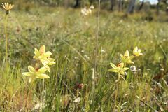 Thelymitra antennifera