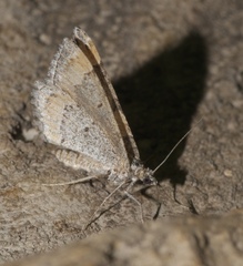 Perizoma custodiata