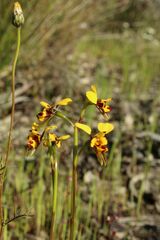 Diuris decrementa