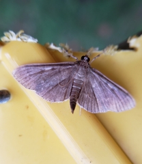 Herpetogramma sphingealis