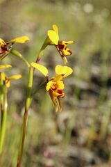 Diuris decrementa